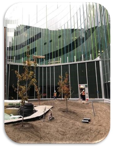 The lower courtyard is coming alive with trees being planted - November 2021
